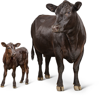cows.png