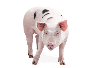 swine-all.png