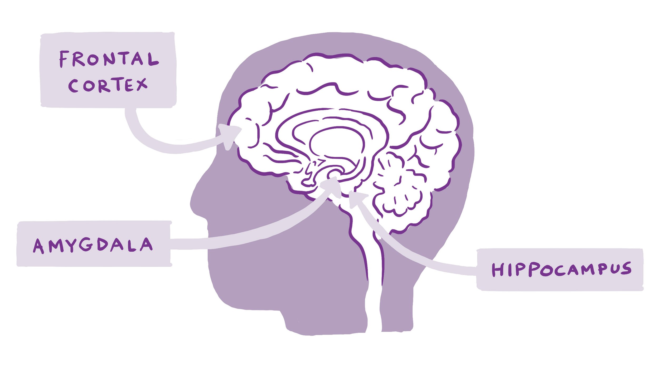 Diagram of human brain showing the frontal cortex, amygdala, and hippocampus labeled with arrows.
