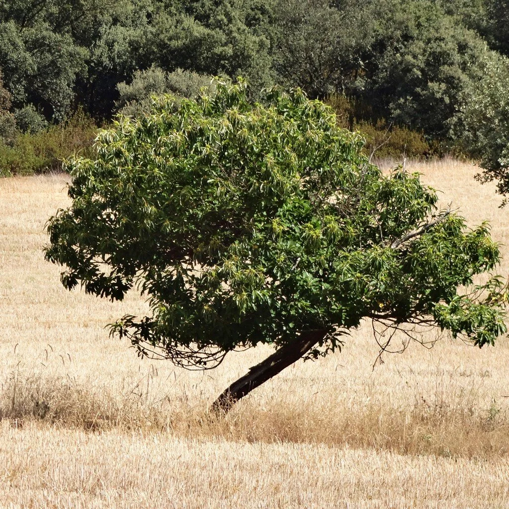 Module 6 - The Personality of Trees