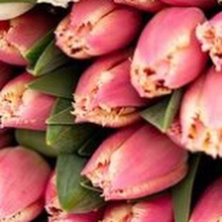 Don&rsquo;t miss out !! 

Yummy Smith and Munson @smithandmunson tulips in either a posy &pound;20 or bouquet &pound;35 delivered locally on good Friday morning 

I&rsquo;ll be closing order books Monday at midday x 

Email, call or DM 
#easterflower