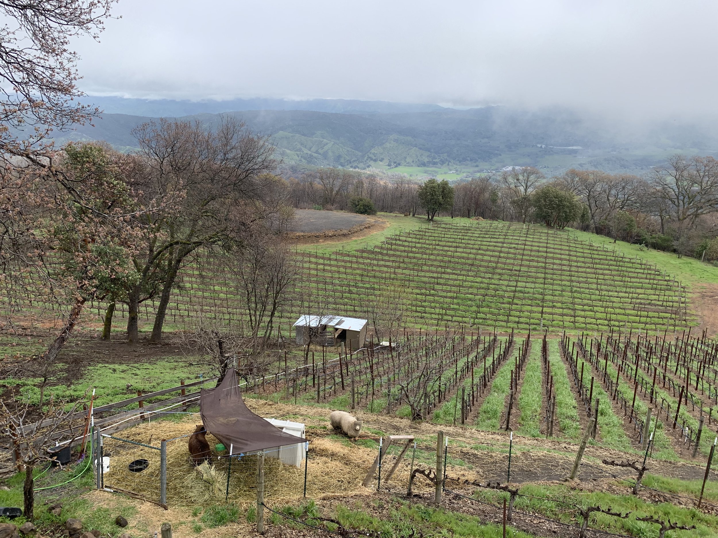 From the viewing tower…