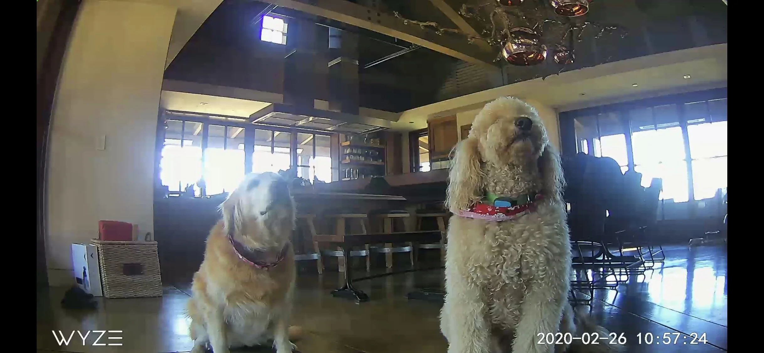 Wyze Camera- to watch your doggies or whoever!