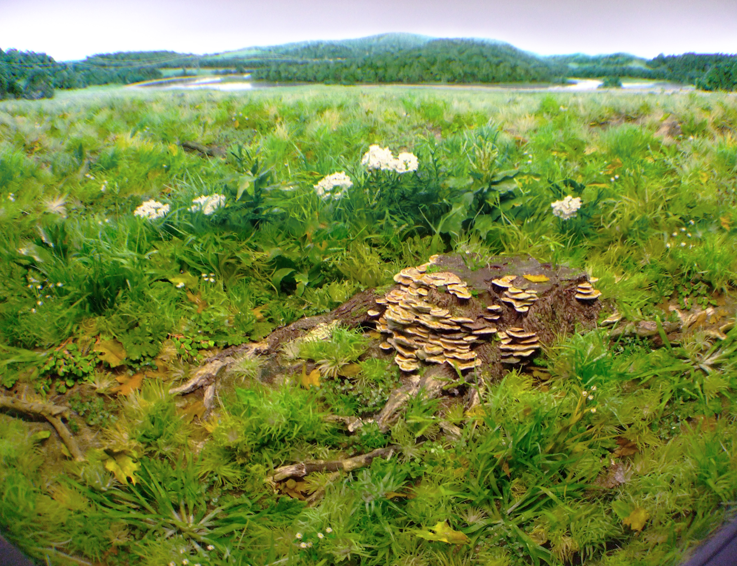 Detail: Oak Stump with Red-Banded Polypore, 2013