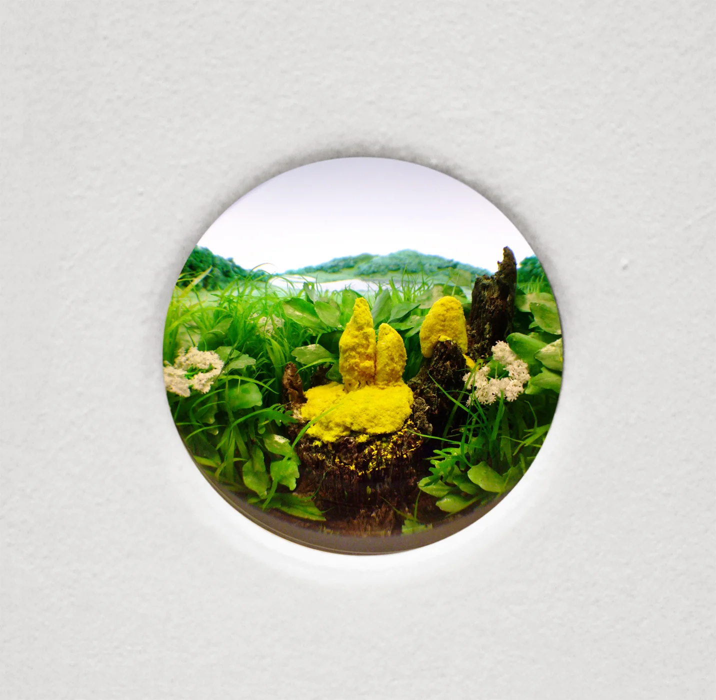 Yellow Slime Mold with Stump, 2015