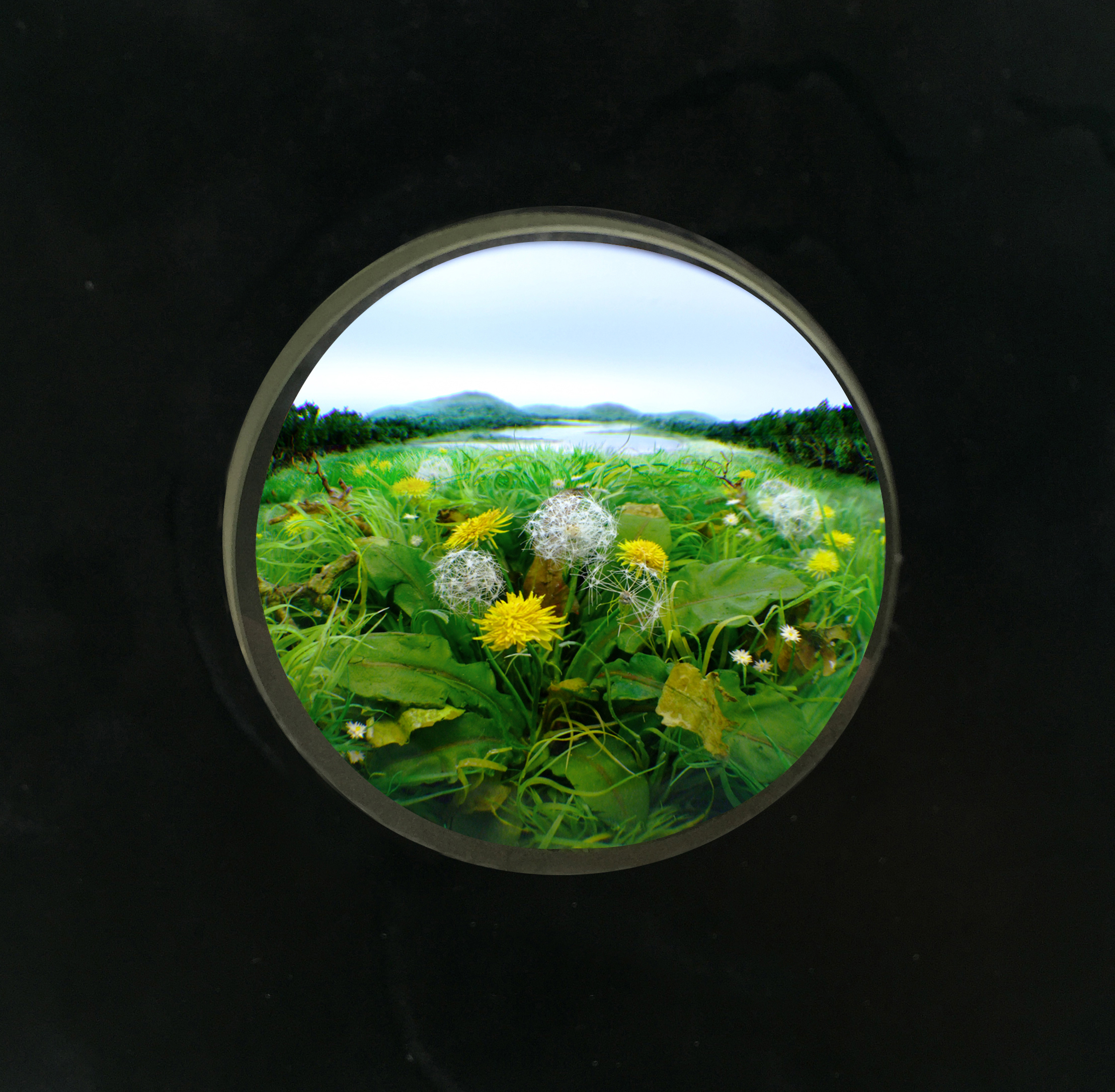 Detail: Window Installation with Dandelion Cluster #3, 2011