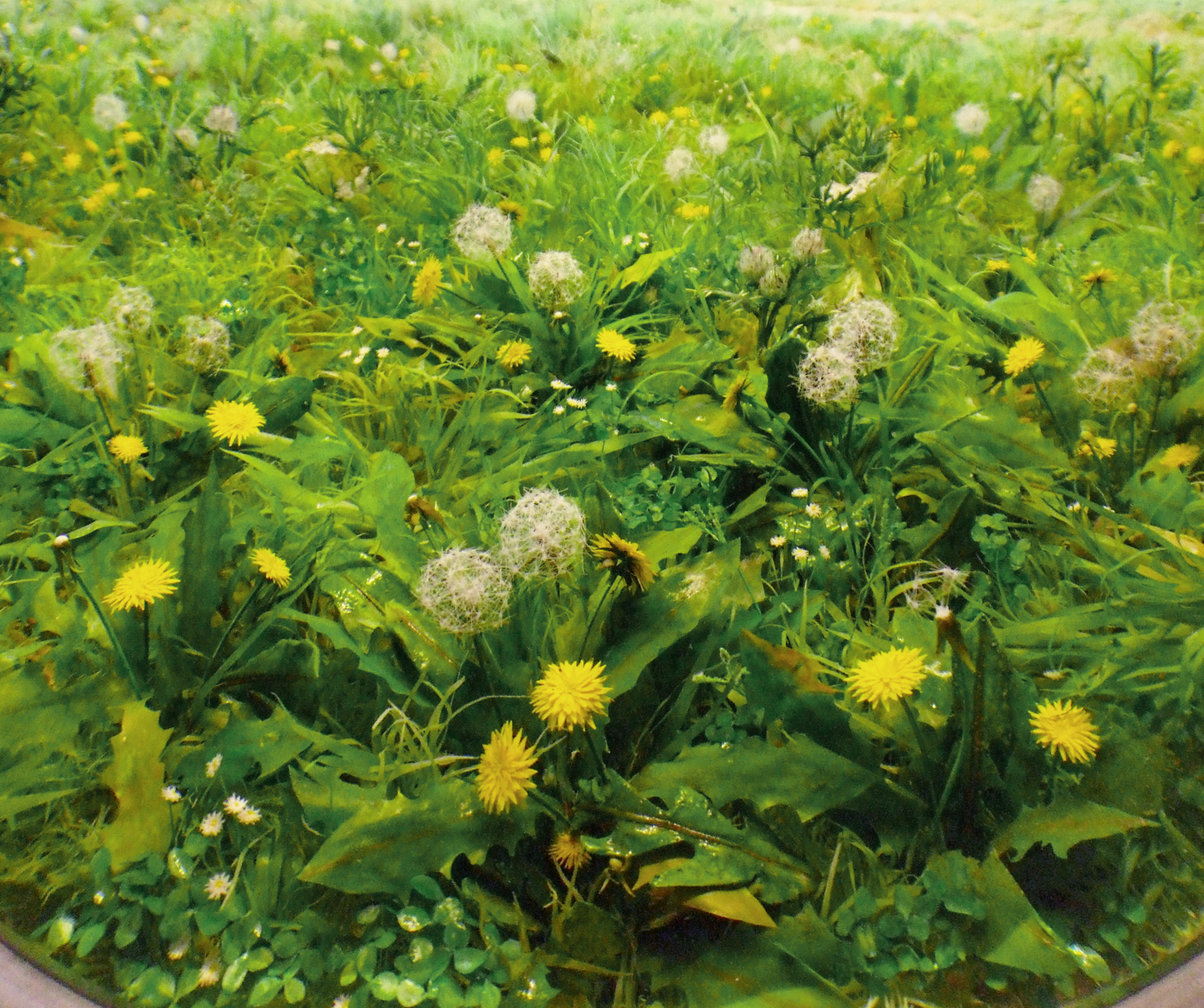 Detail: Field with Dandelions, 2015
