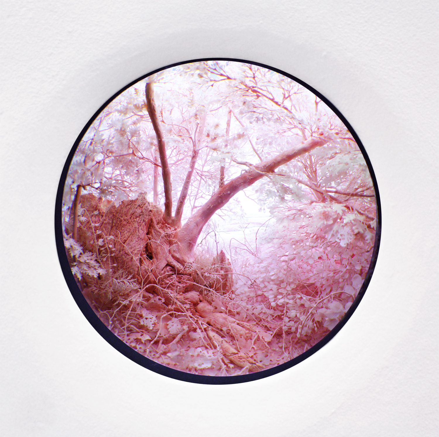 Pink Forest, 2015