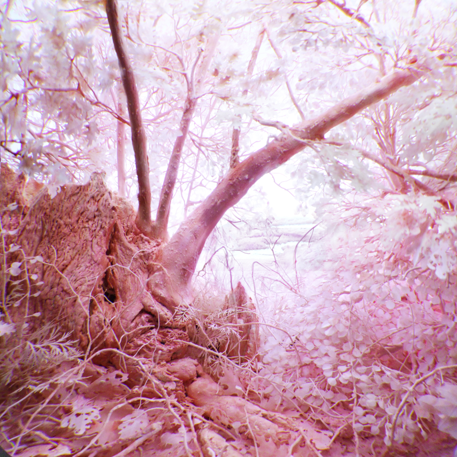 Detail: Pink Forest, 2015