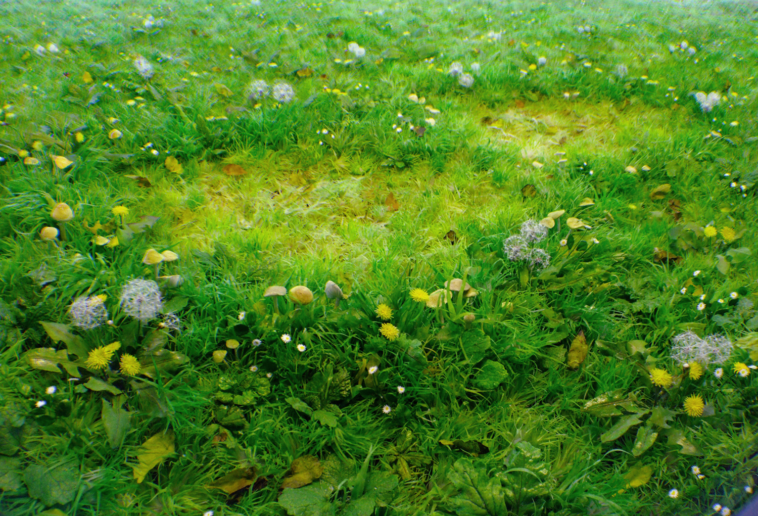 Detail: Double Fairy Ring with Dandelions, 2012