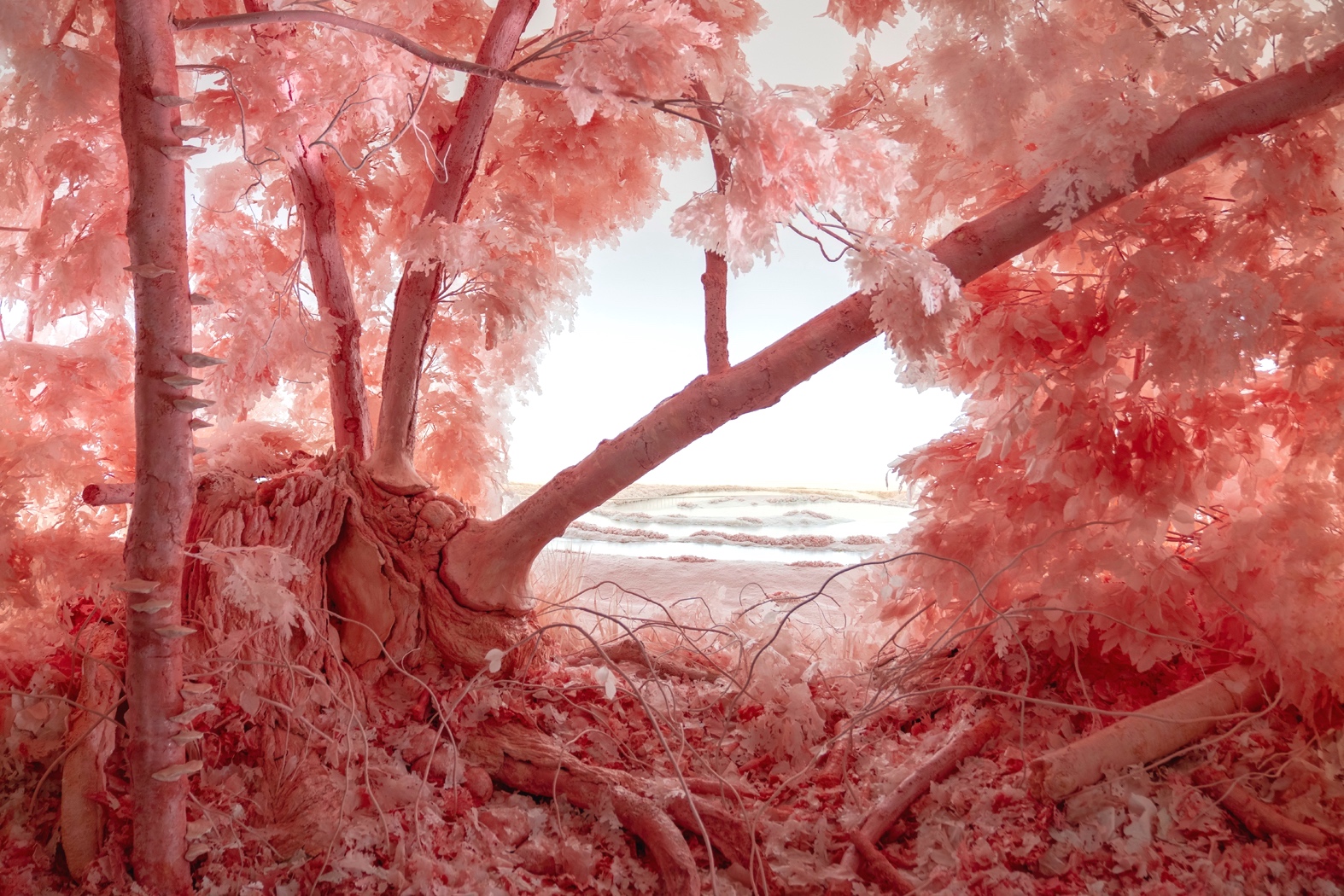 Detail: Pink Forest, 2018