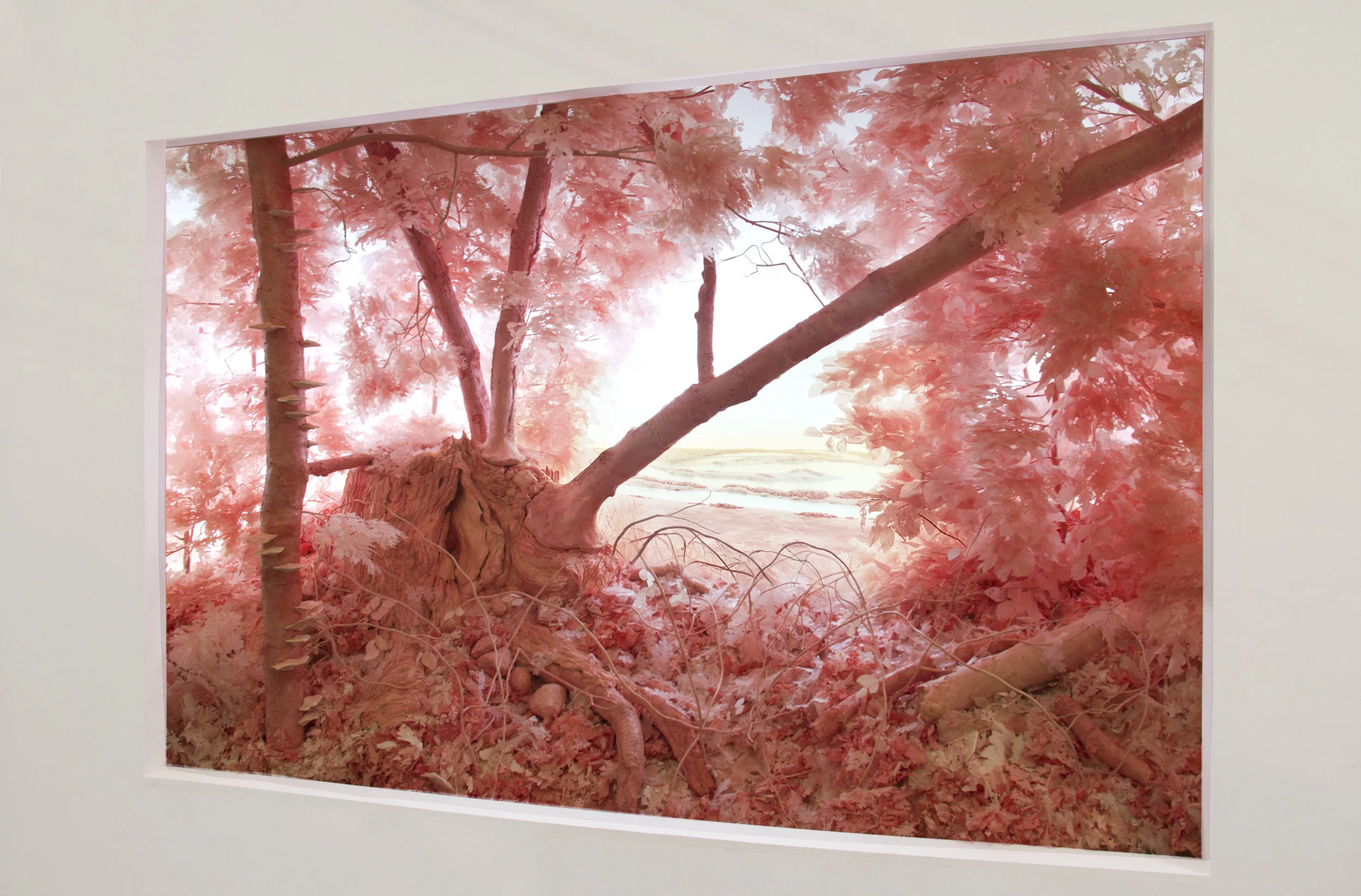 Pink Forest, 2018