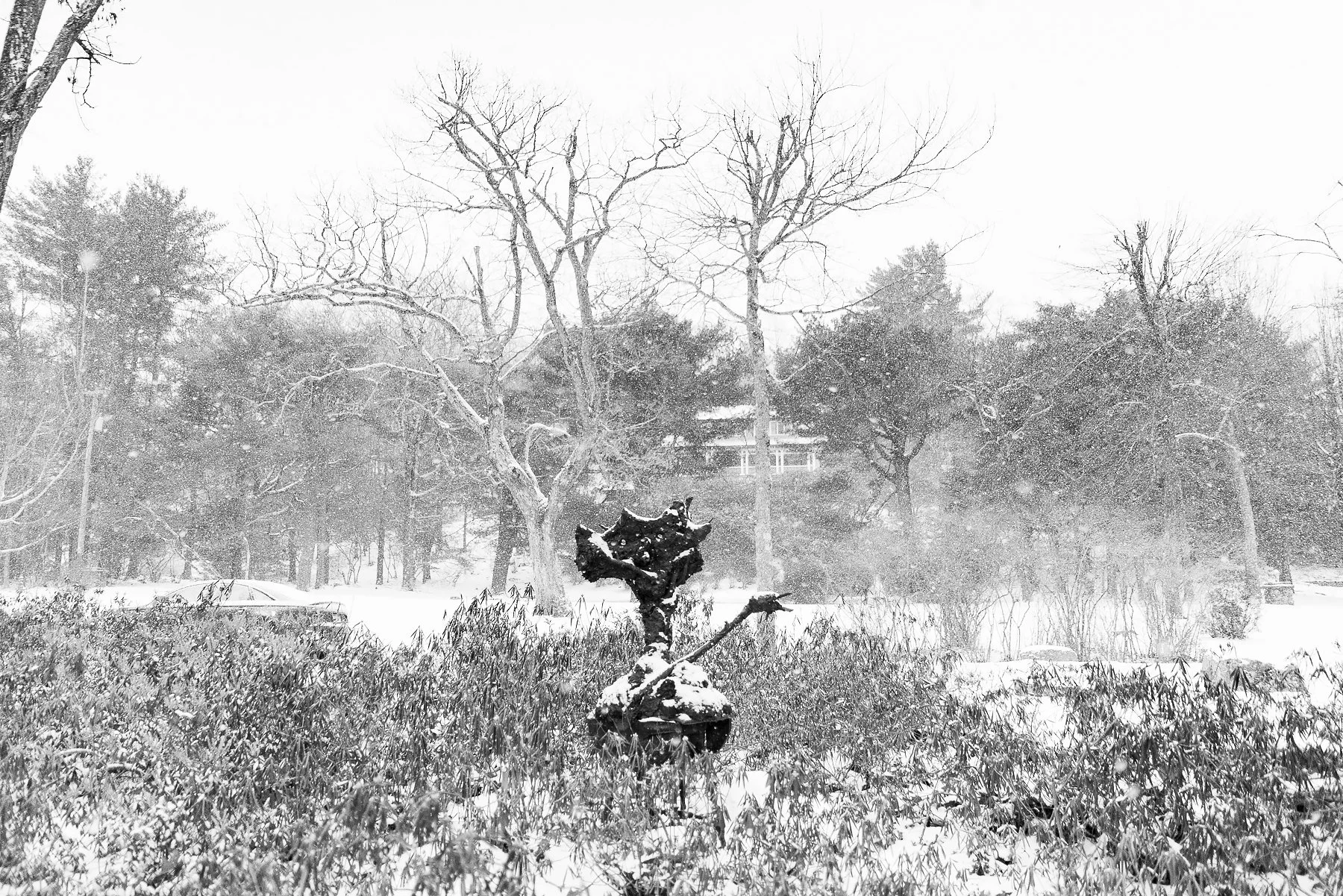 Bronze in Snow - Large Tulip.jpg