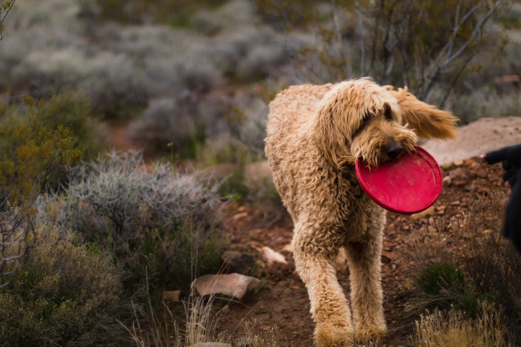 A fluffy brown dog walking on a dirt trail, carrying a red frisbee in its mouth, in a natural outdoor setting with bushes and rocks.