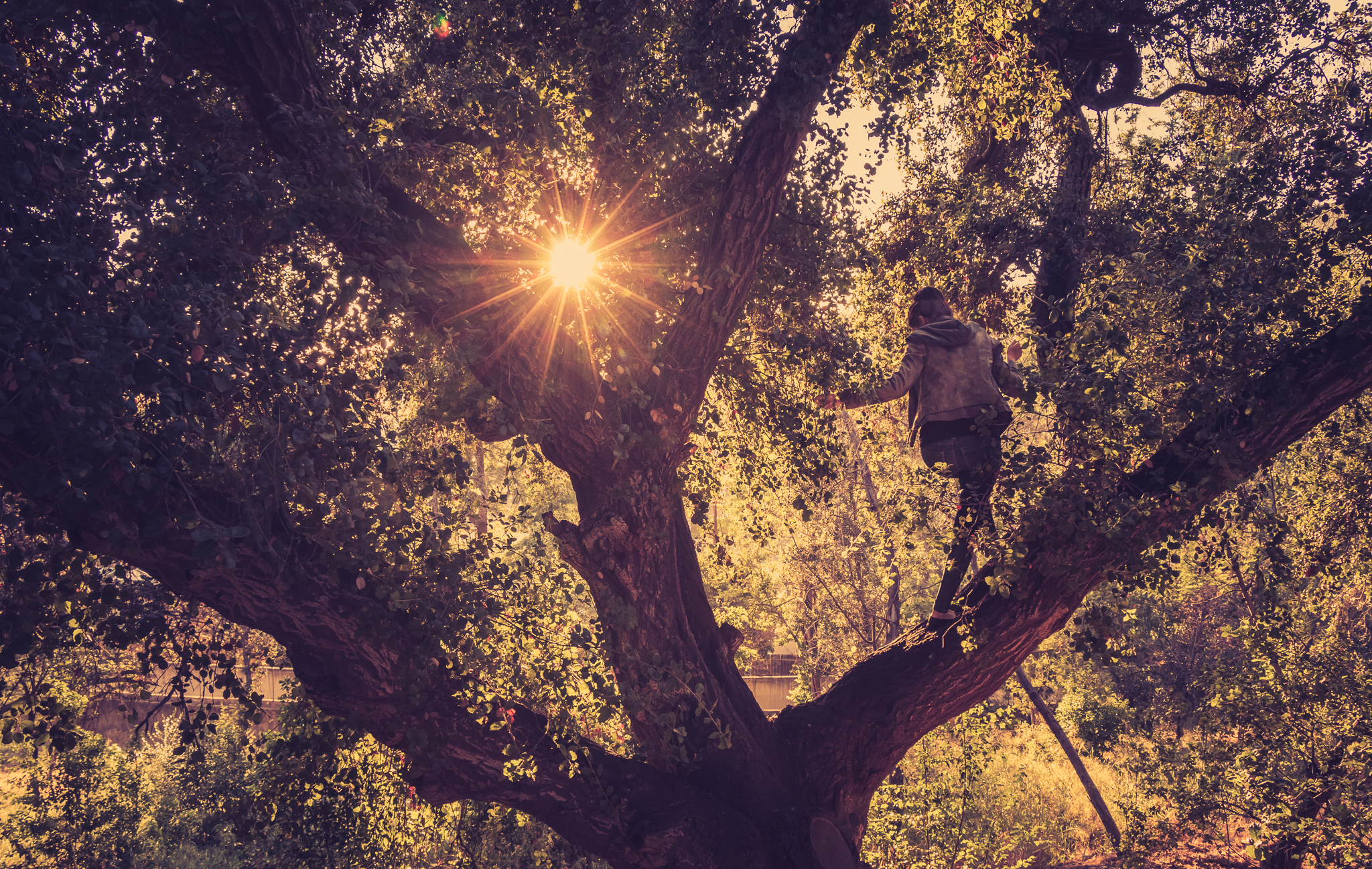 A person climbing a large tree with sunlight shining through the leaves.