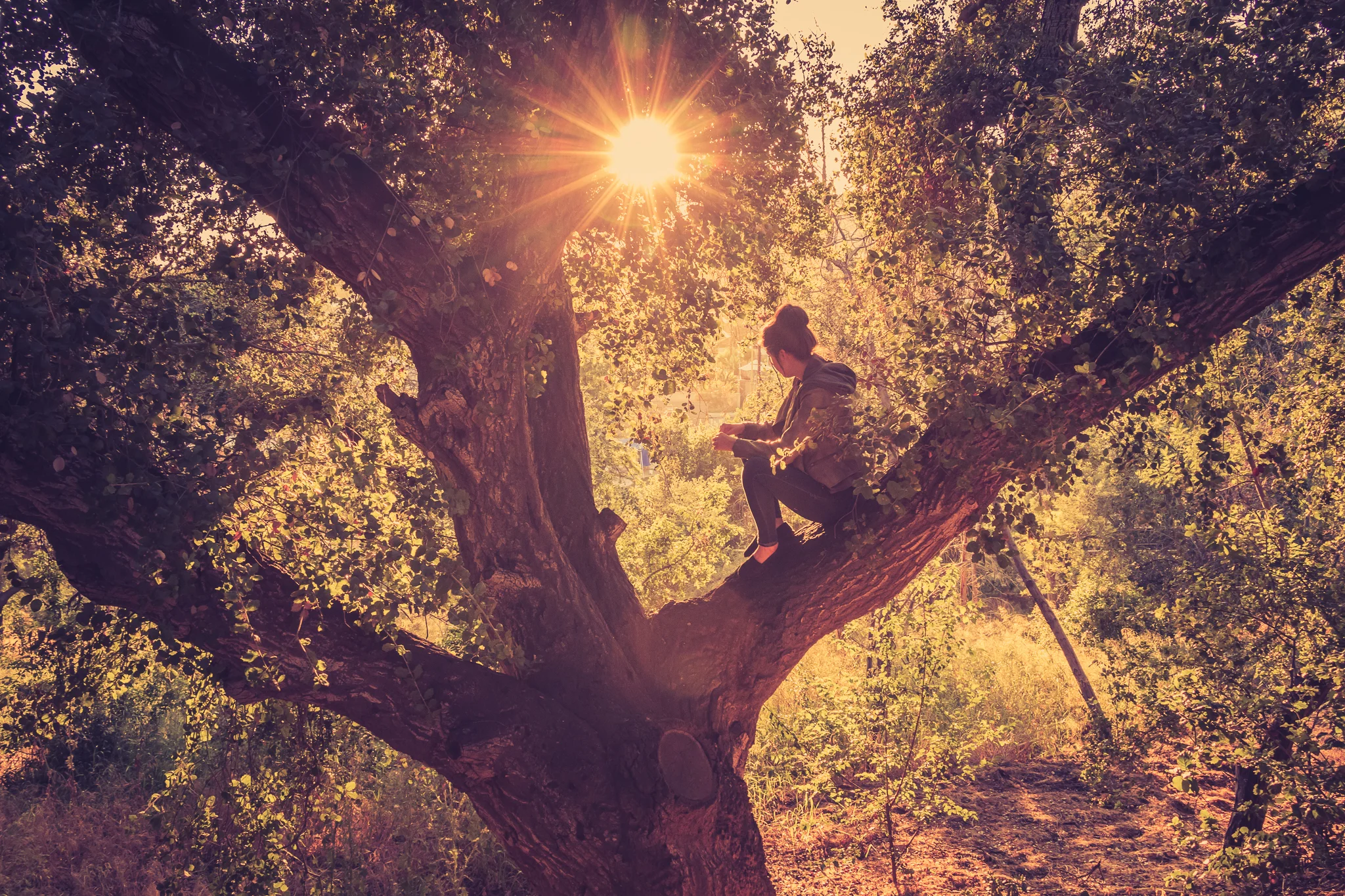 A person sitting on a tree branch, reading or looking at their phone, with sunlight shining through the leaves above, creating a warm and serene atmosphere.