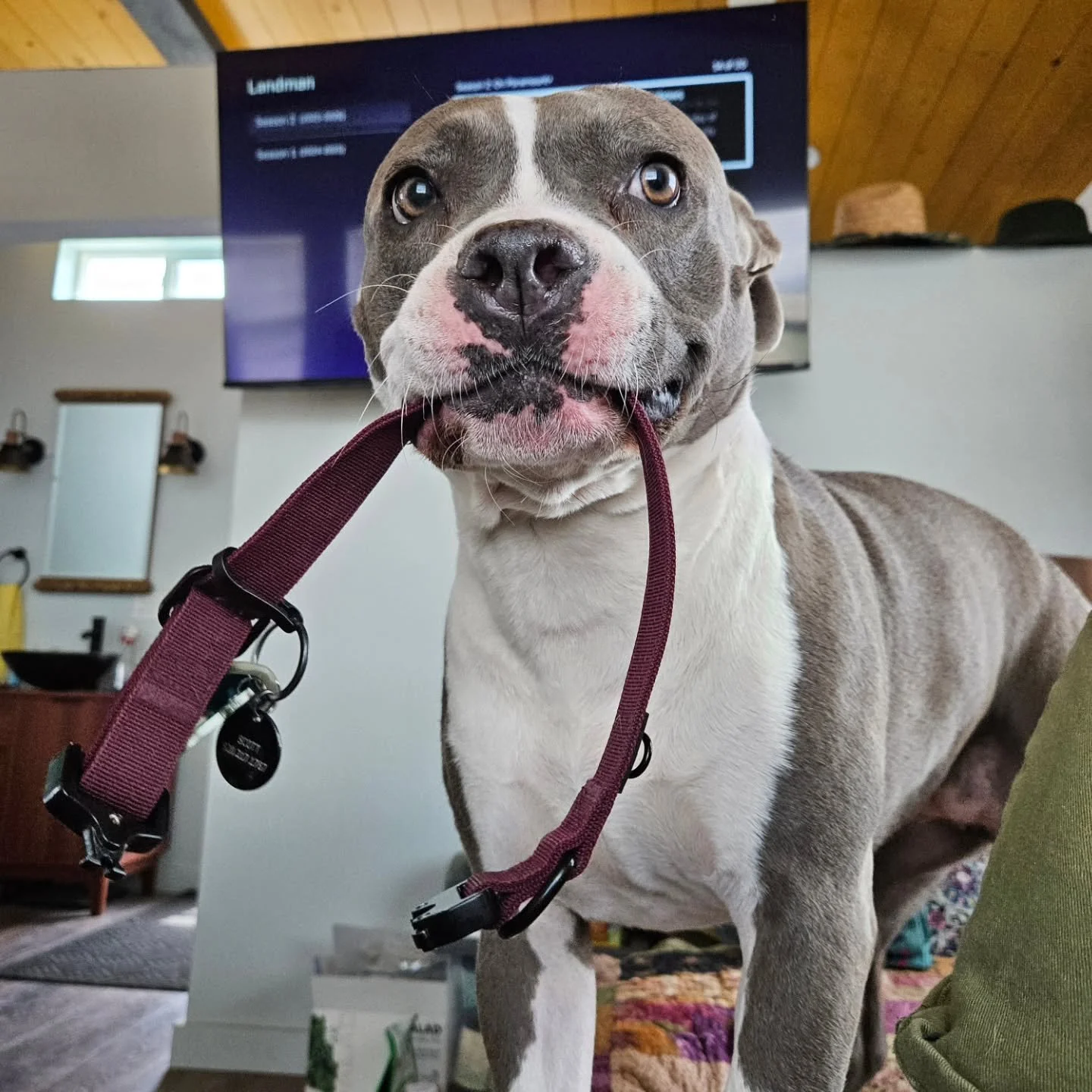 WALKIES.. No excuses! Lets go!.. Meet Clover, my best mate.