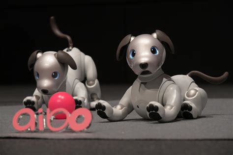 aibo-blog.jpeg