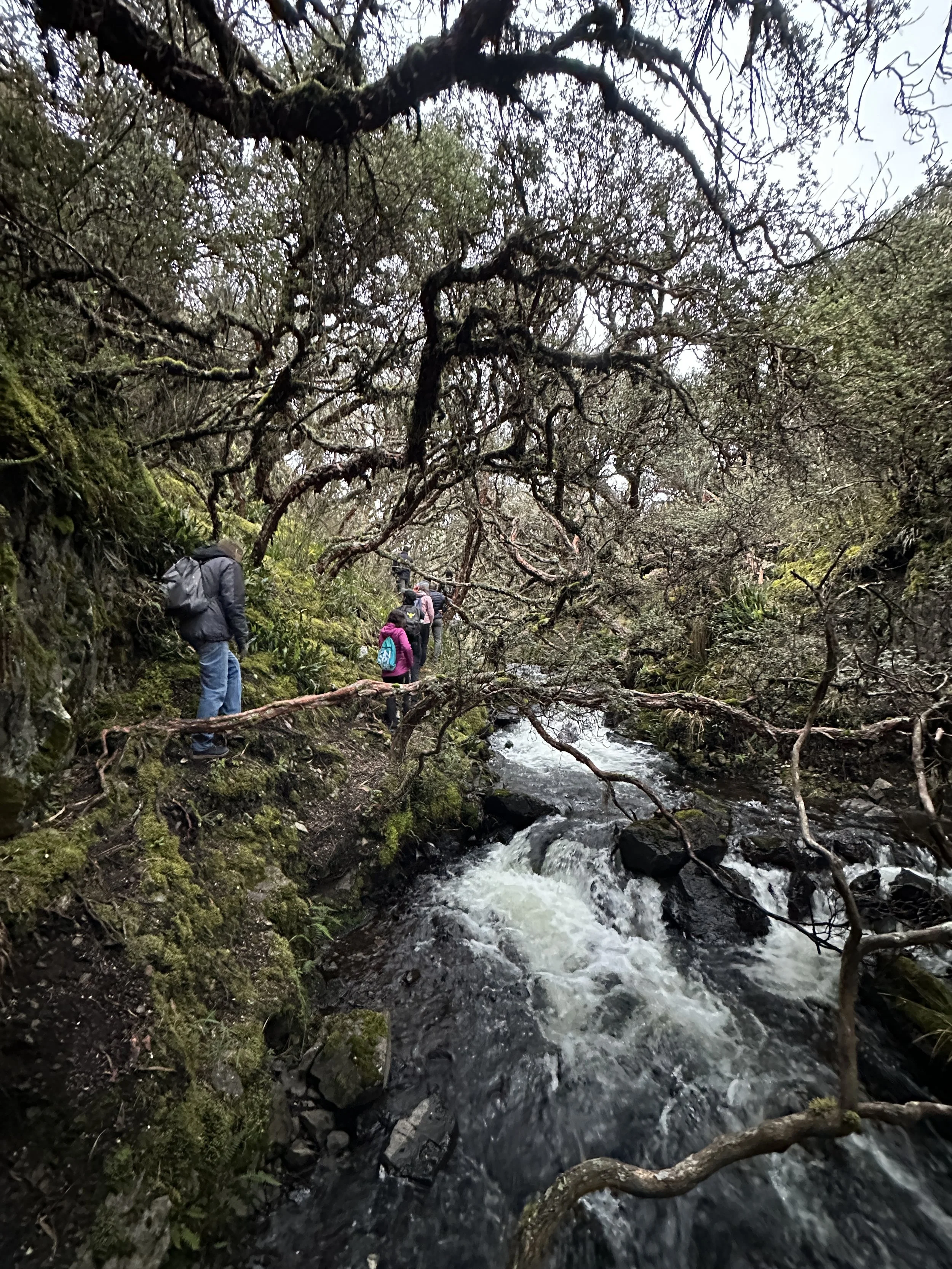 Grupo de personas caminando por un sendero en un bosque con un arroyo que pasa en el centro, rodeados de árboles con ramas retorcidas y vegetación verde.