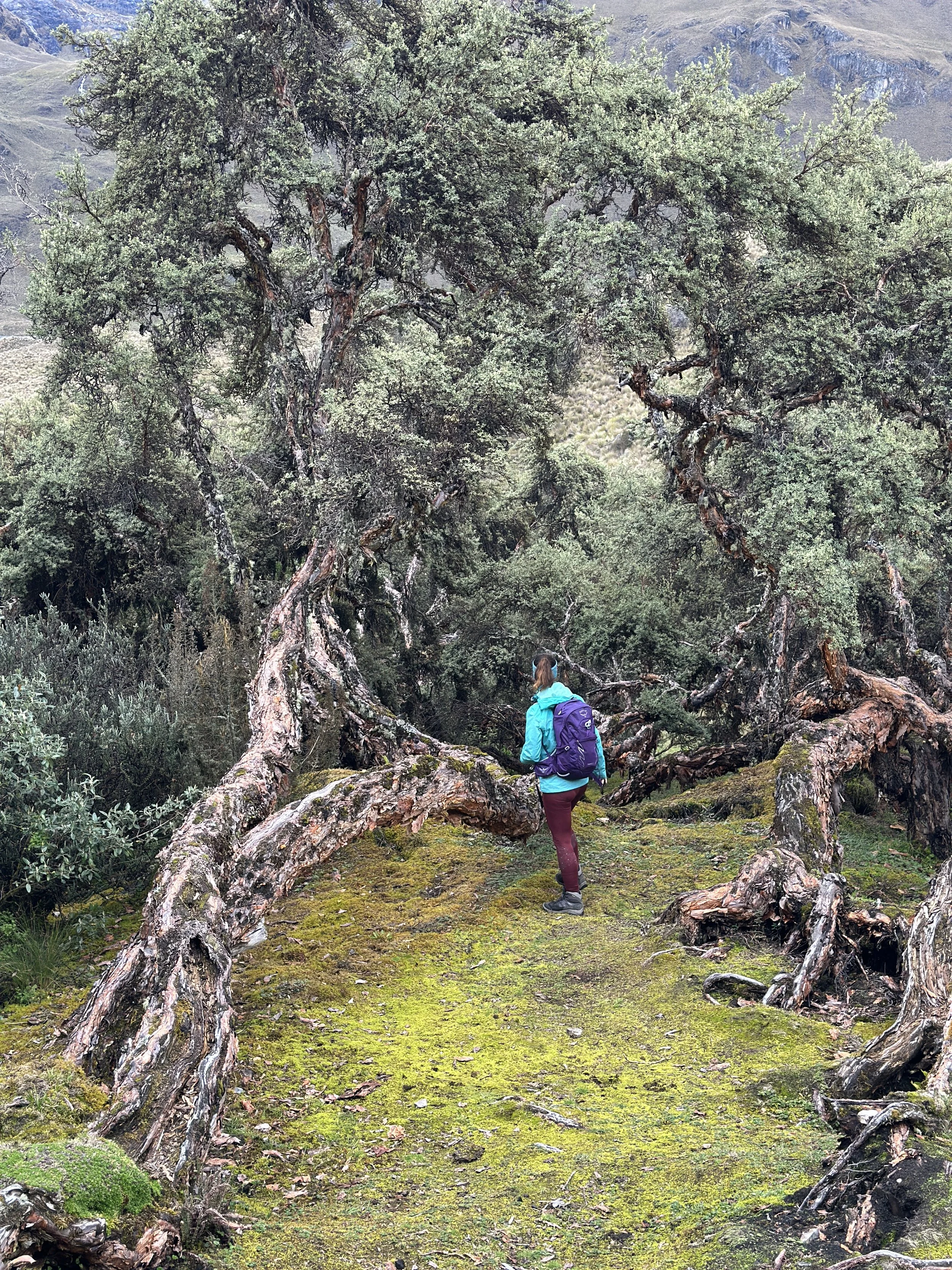 Una persona con mochila azul y chaqueta azul camina por un sendero cubierto de musgo, rodeada de árboles retorcidos en un bosque montañoso.