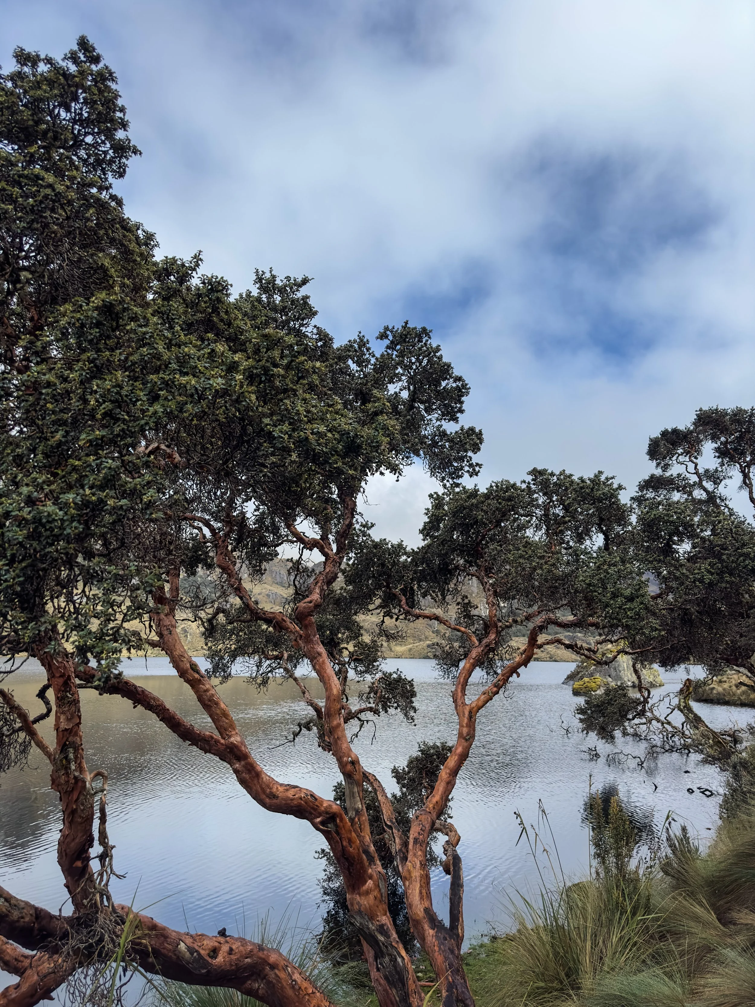 Un árbol en primer plano junto a un cuerpo de agua con césped y plantas, con cielo nublado en el fondo.