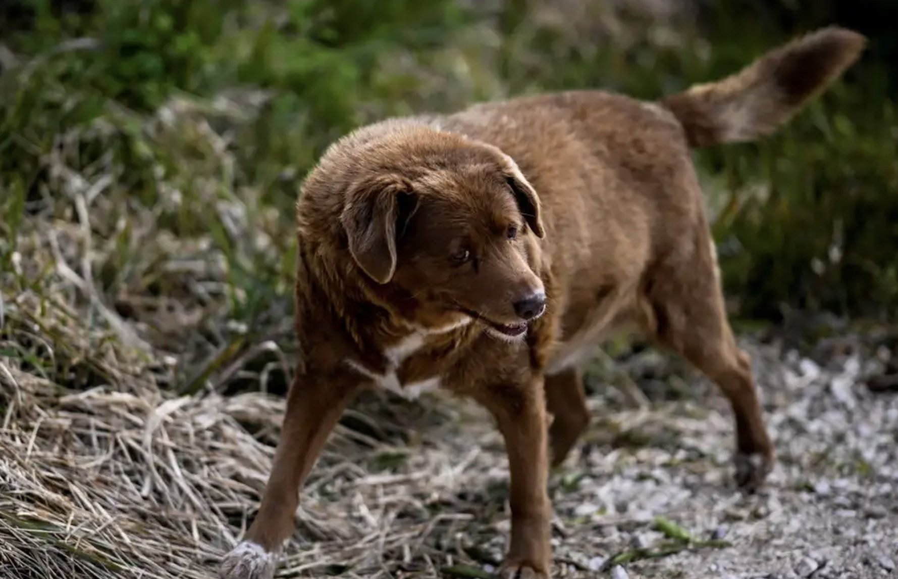  A new oldest dog has been discovered 