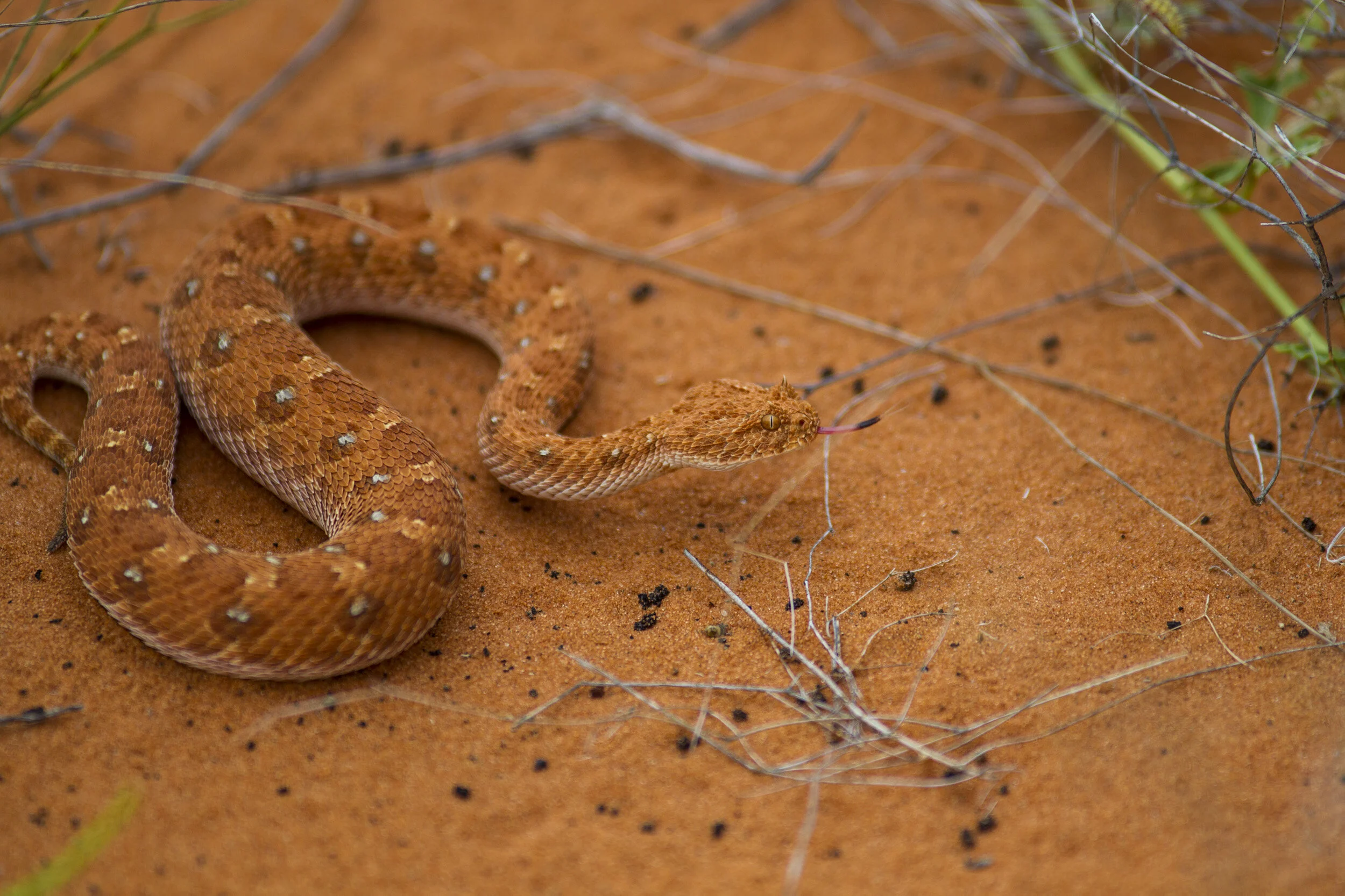 Kalahari-2-0364.jpg