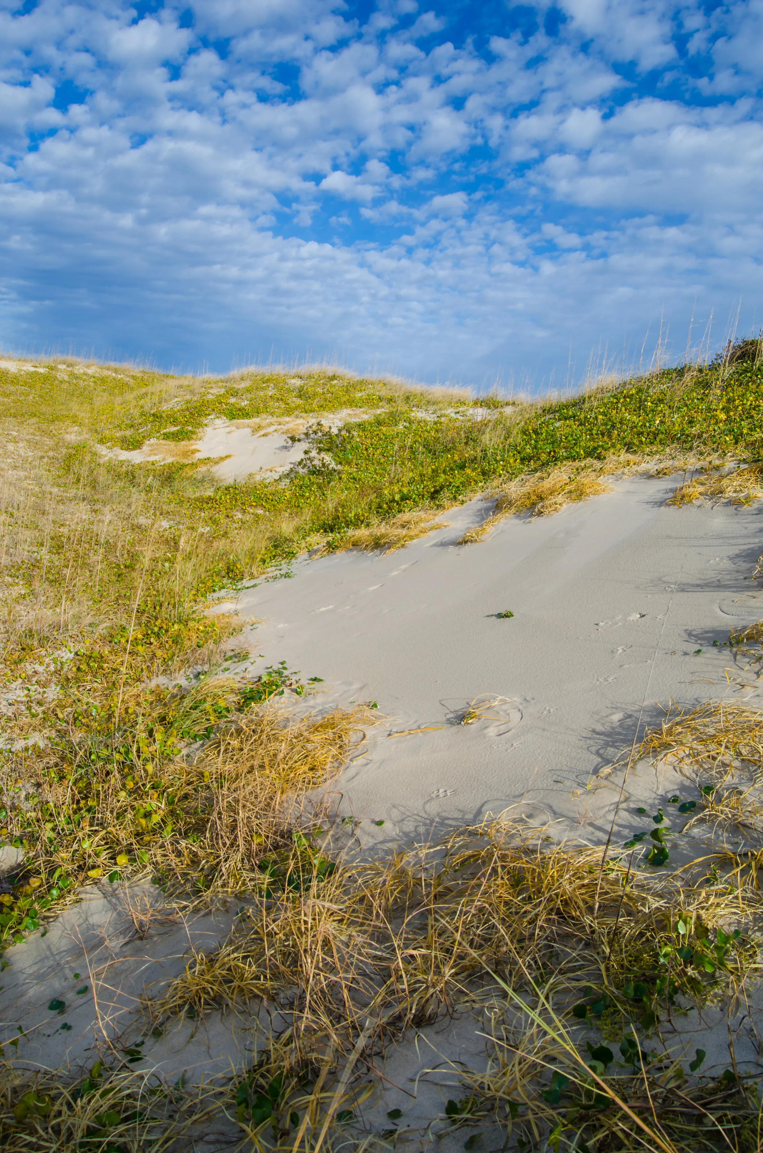 False Cape Colors - Sand dunes against a blue sky at False Cape State Park in Virginia Beach, Virginia_.jpg