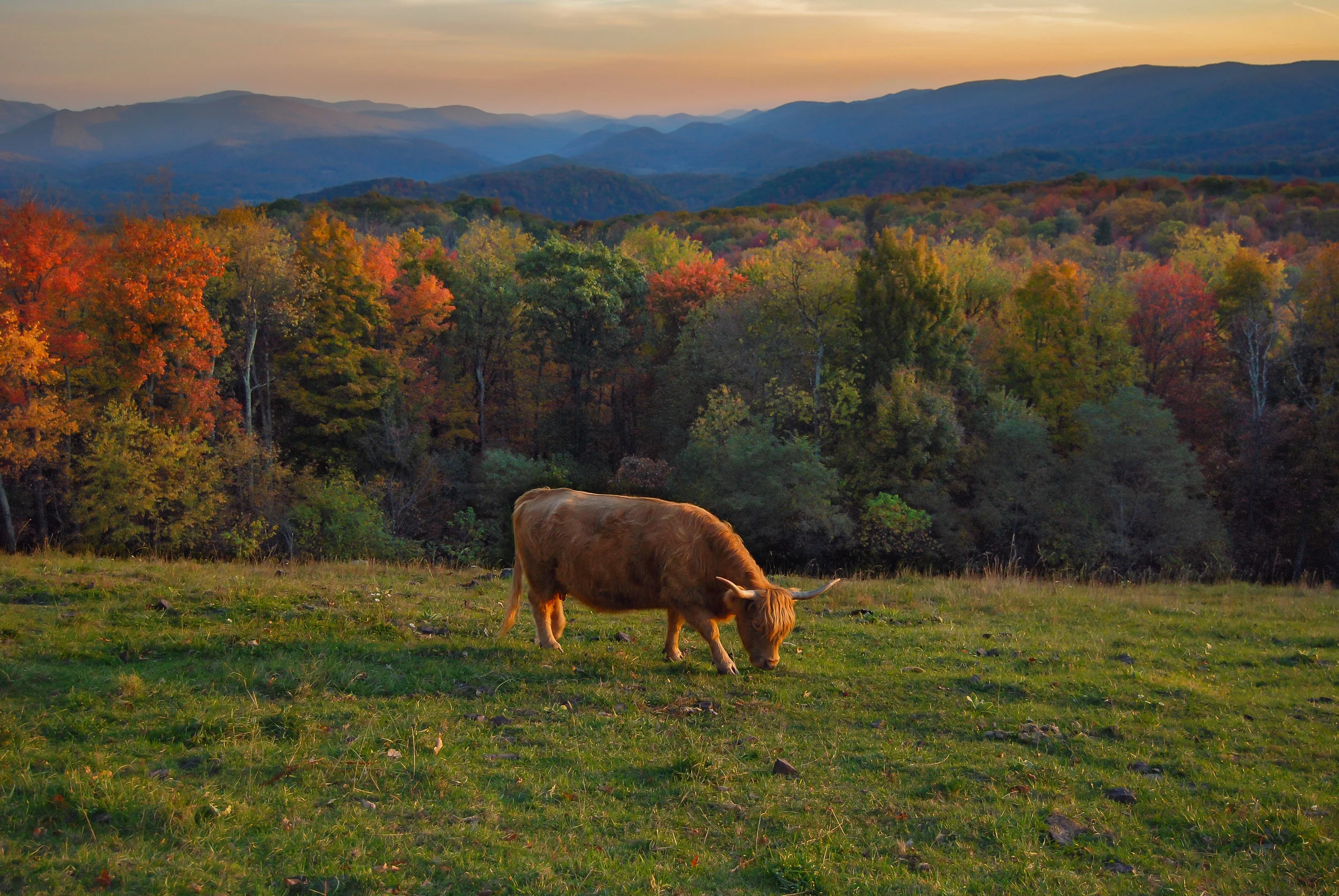Scottish Highland Cattle-cattle-Allegheny Mountains-mountains-fall-Highland County-autumn-Virginia.jpg
