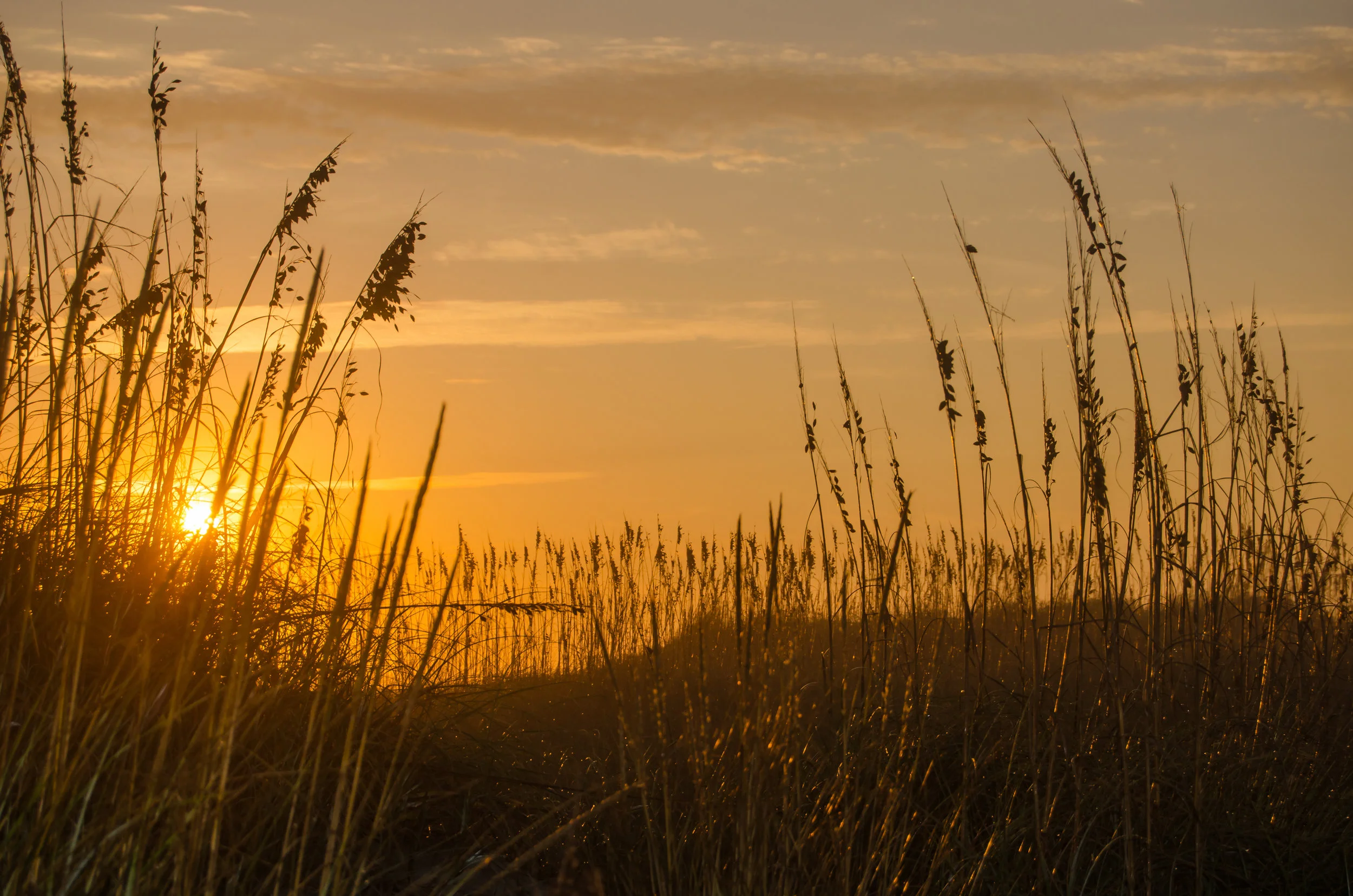 Sea Oats at Sunrise