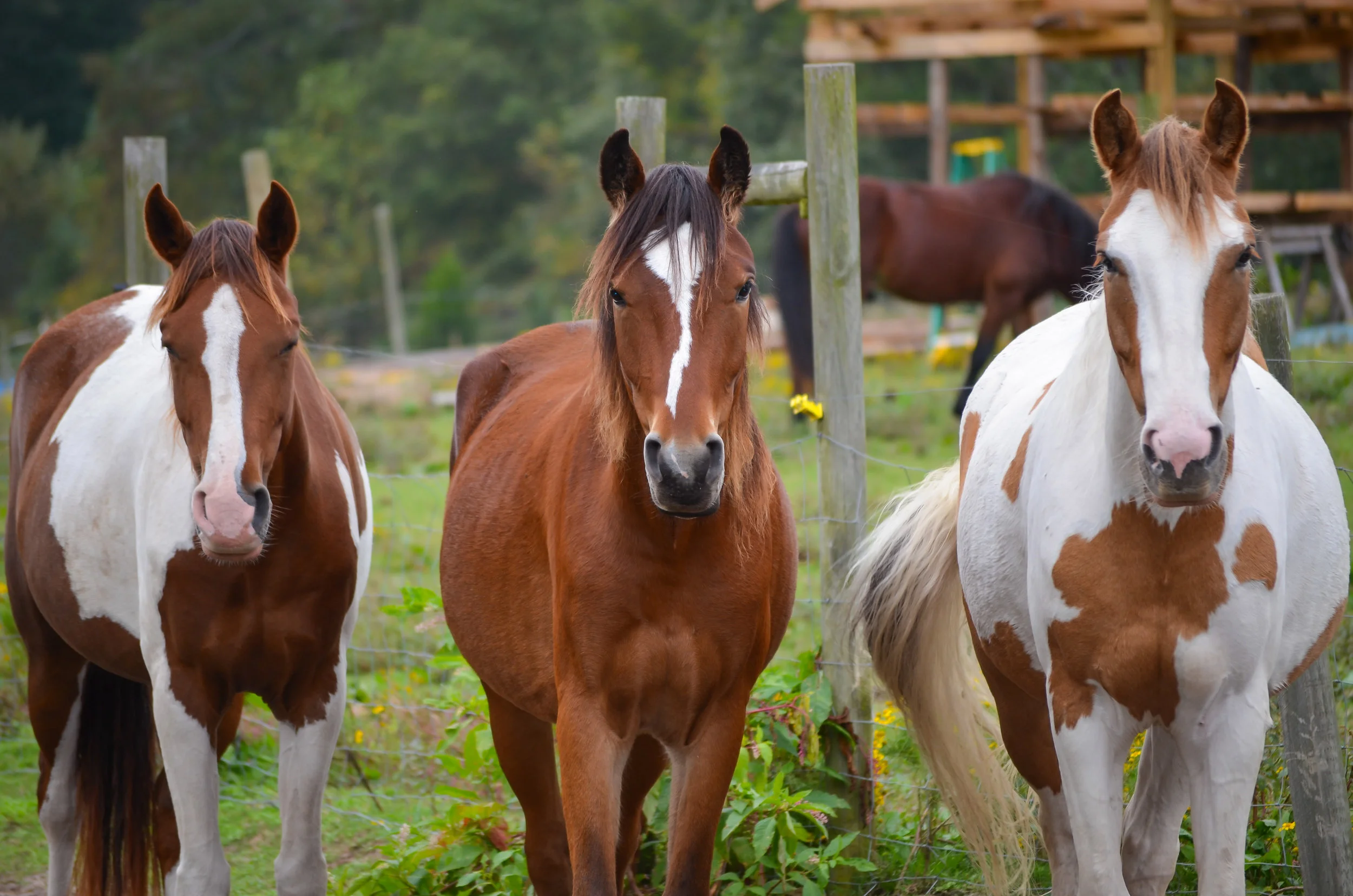 wild horses-smithfield-isle of wight county-virginia.jpg