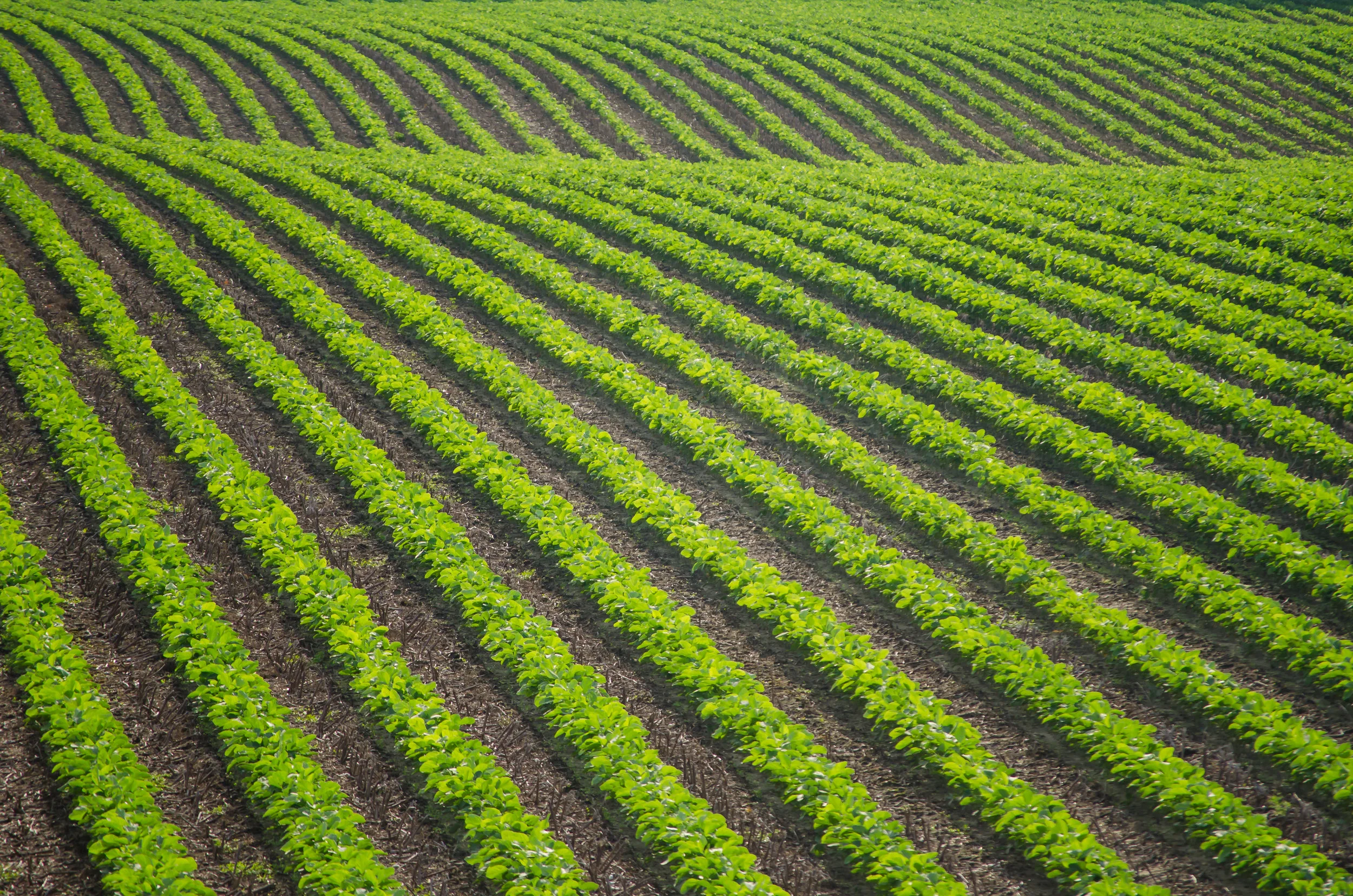 crops-crop-rows-farming-agriculture-isle of wight county-virginia.jpg
