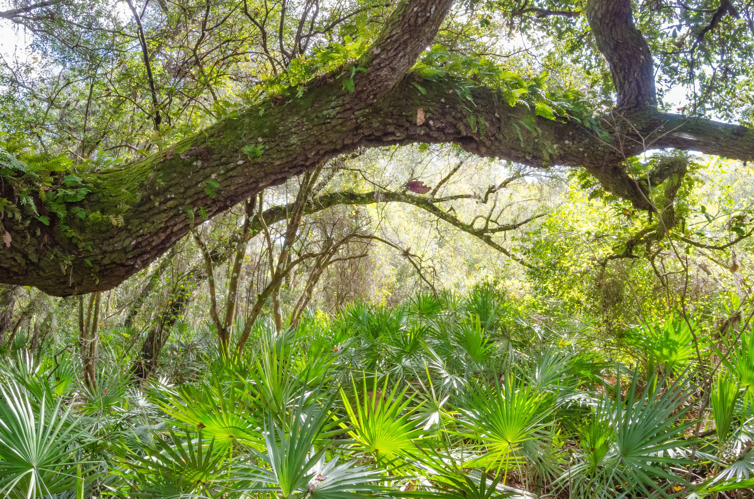 Tree Tunnel
