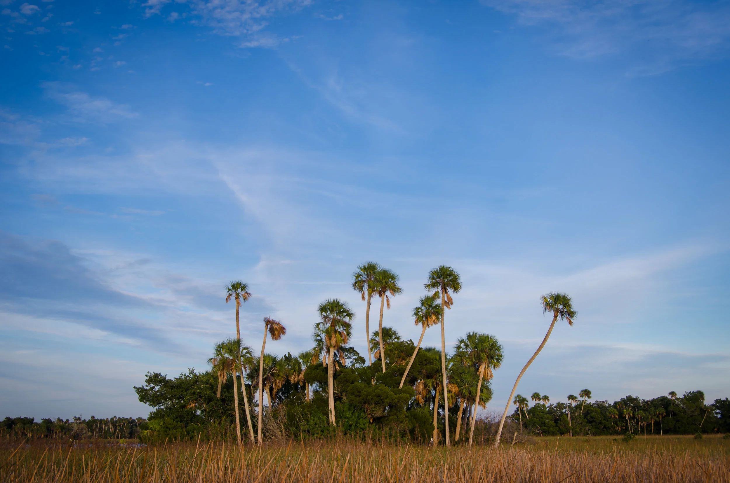 palm hammock-palm trees-crystal river-citrus county-florida.jpg