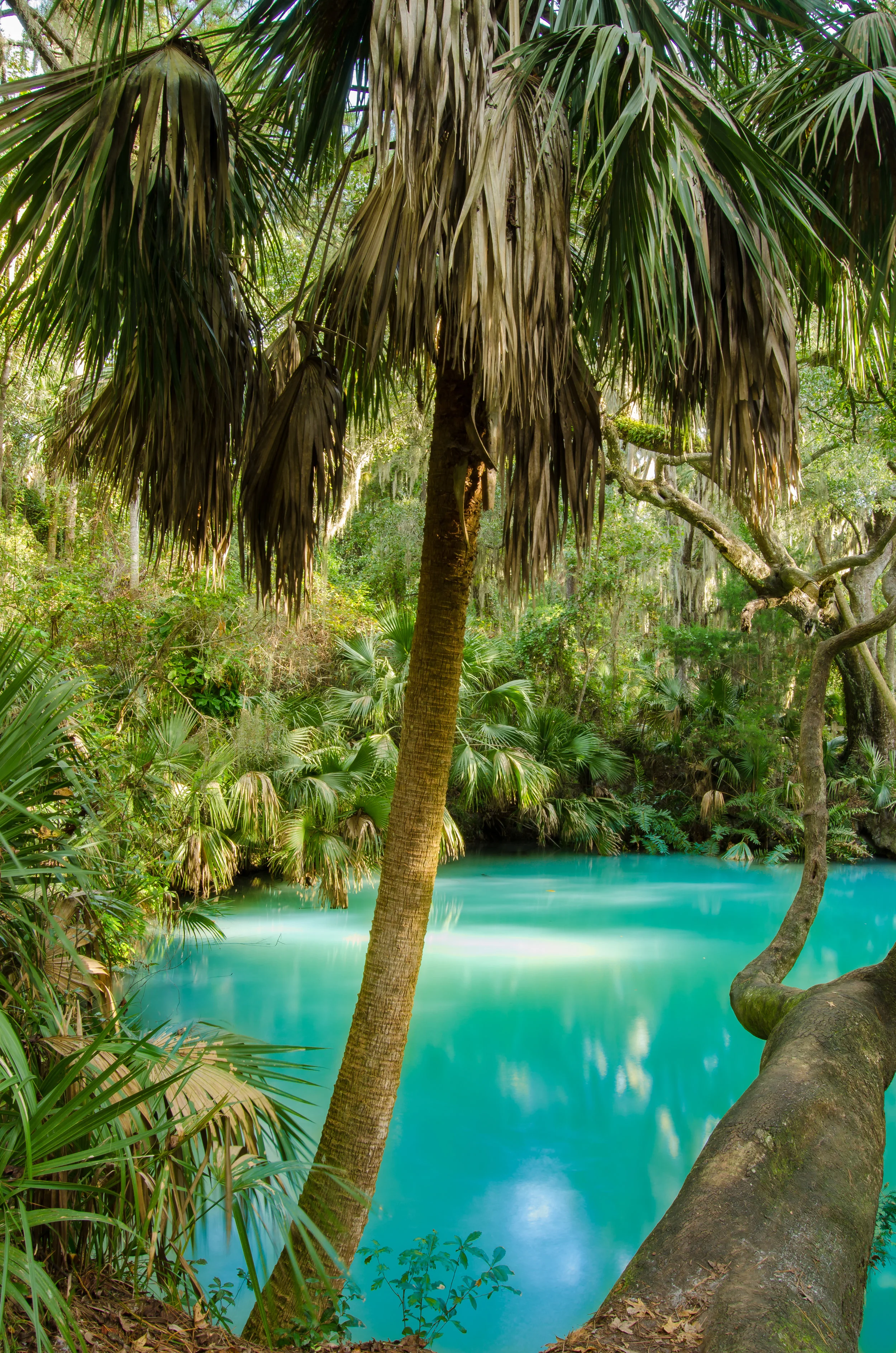 palm tree-spring-green springs-volusia county-florida.jpg