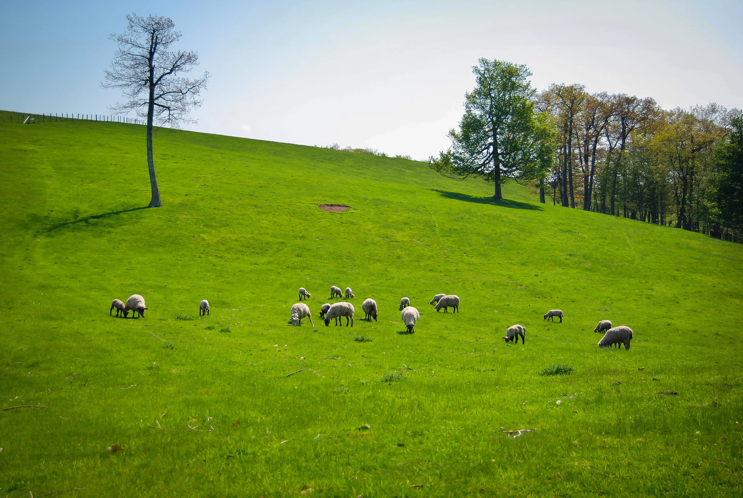 Sheep on Bear Mountain