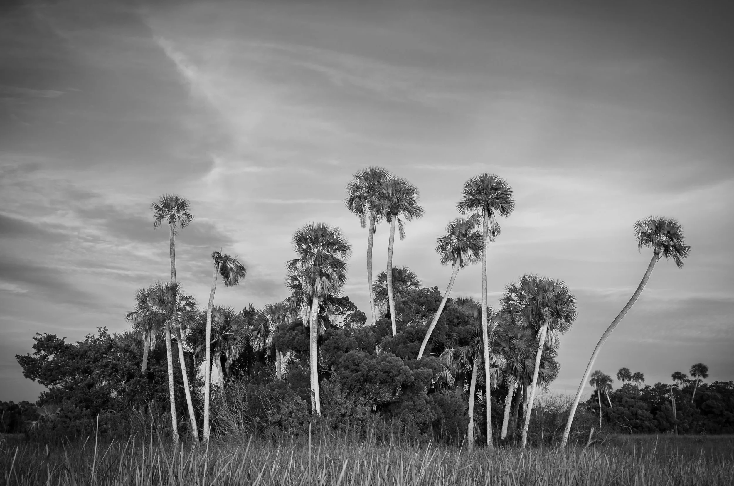 Florida Palm Hammock in Black and White