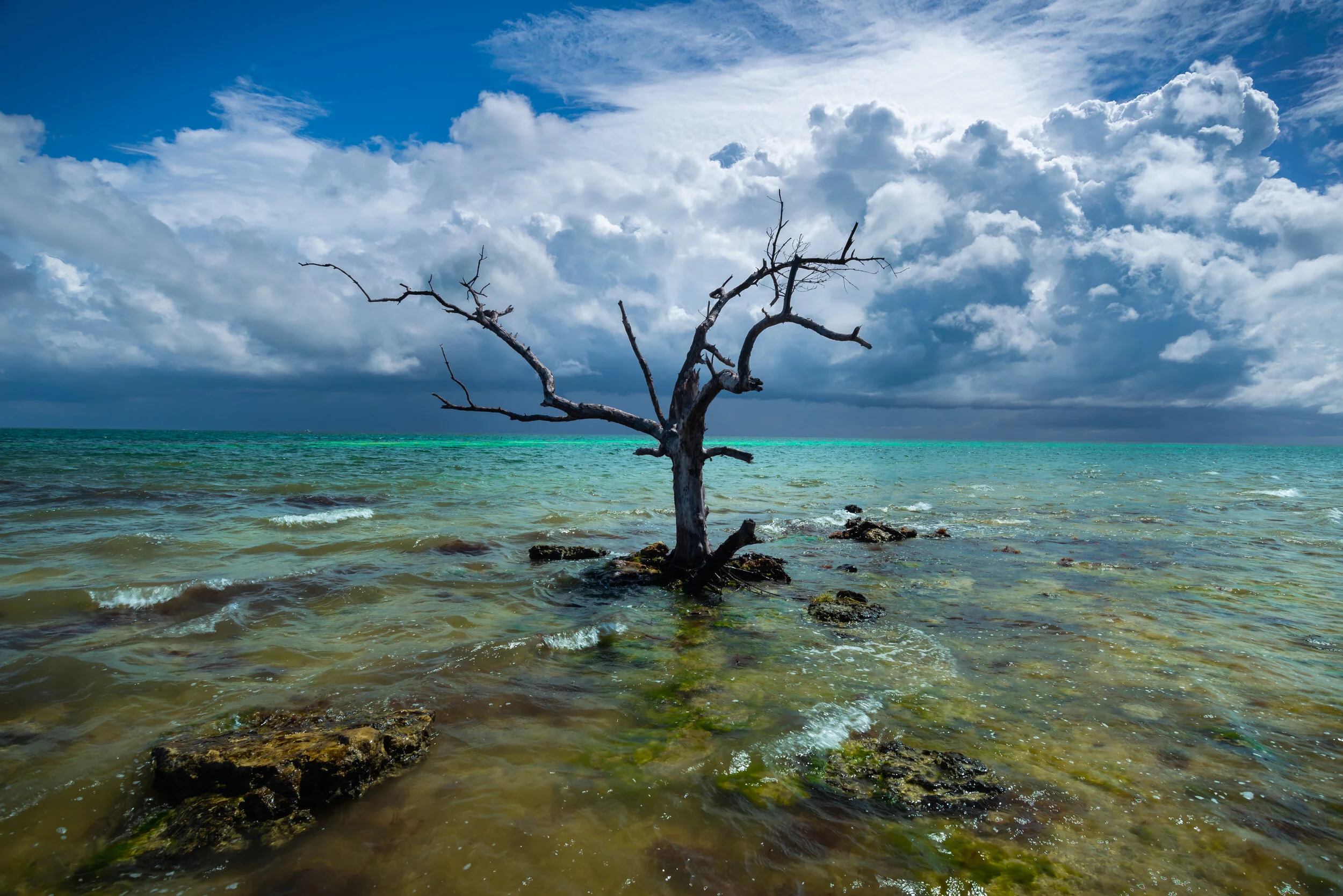 Lower Keys Relic