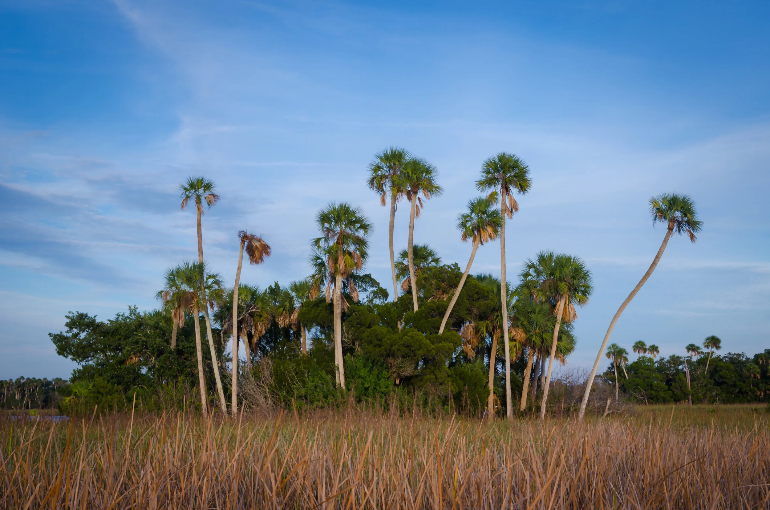Crystal River Preserve-palm trees-palms, Citrus County-palm hammock-Florida-tropical.jpg