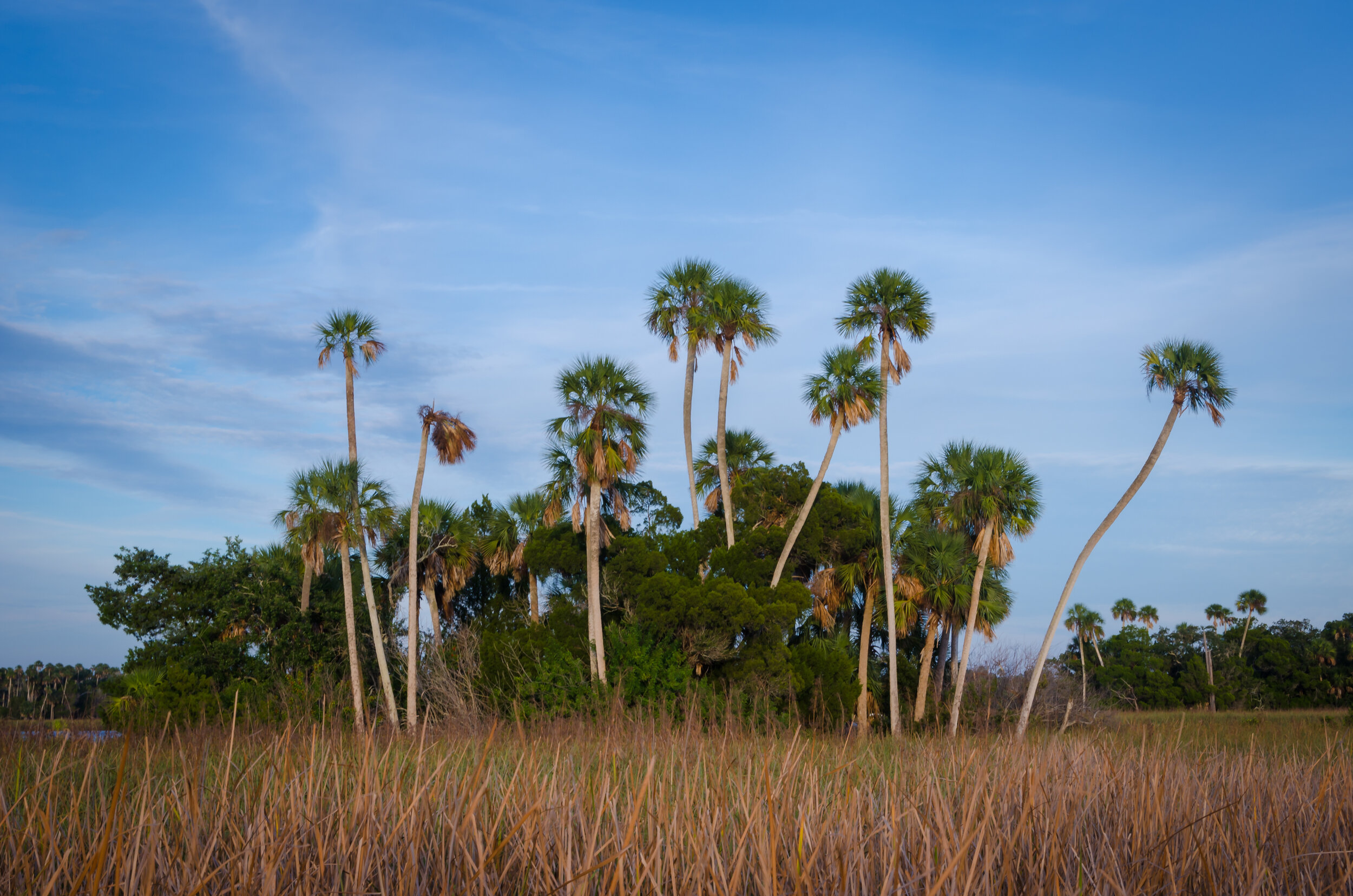 Crystal River palms