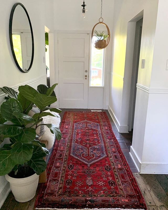 Absolutely love the impact a Persian rug can make. This vintage runner was handmade in Iran and is in spectacular condition. DM for free shipping.

Desperate to find a heavy larger pot to transplant this fig. The dog with the waggly tail keeps knocki