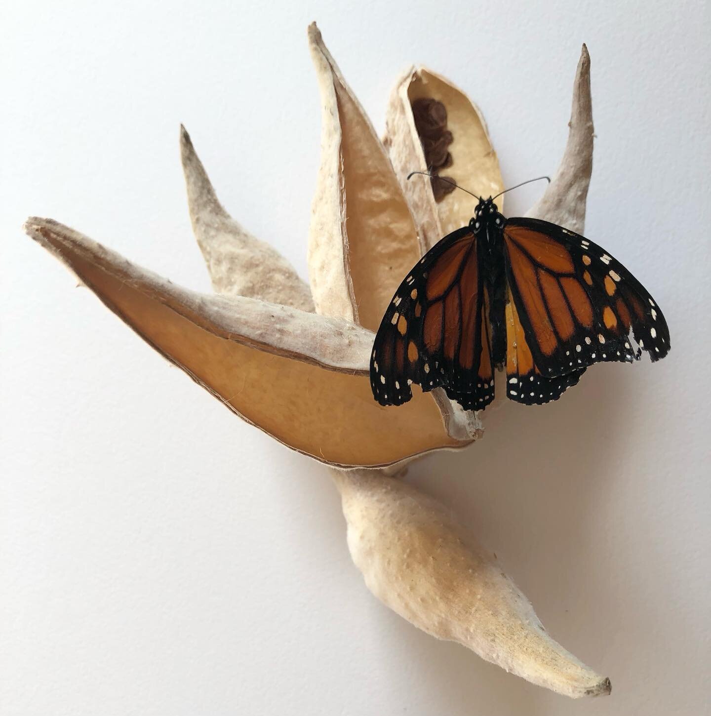 For a while now I have been finding treasures while out on my runs. I found these milkweed seedpods a little over a month ago and just yesterday found this gorgeous male monarch on the side of the road&hellip;he had already passed on when I found him