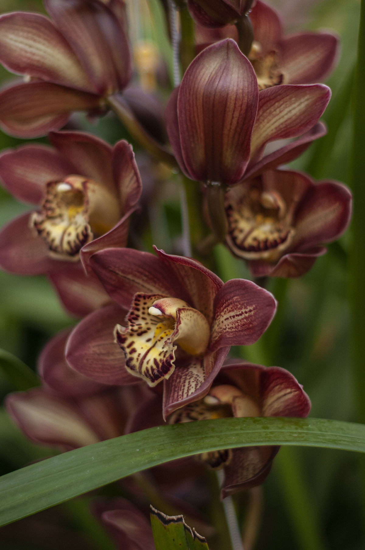 ©MAWRSI_BCP4442RubyOrchidsNZ.png
