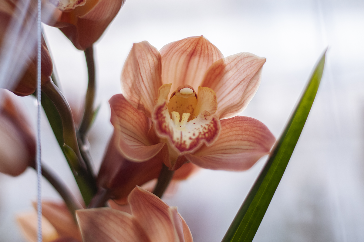 ©MAWRSI_BCP4611RubyOrchidsNZ.png