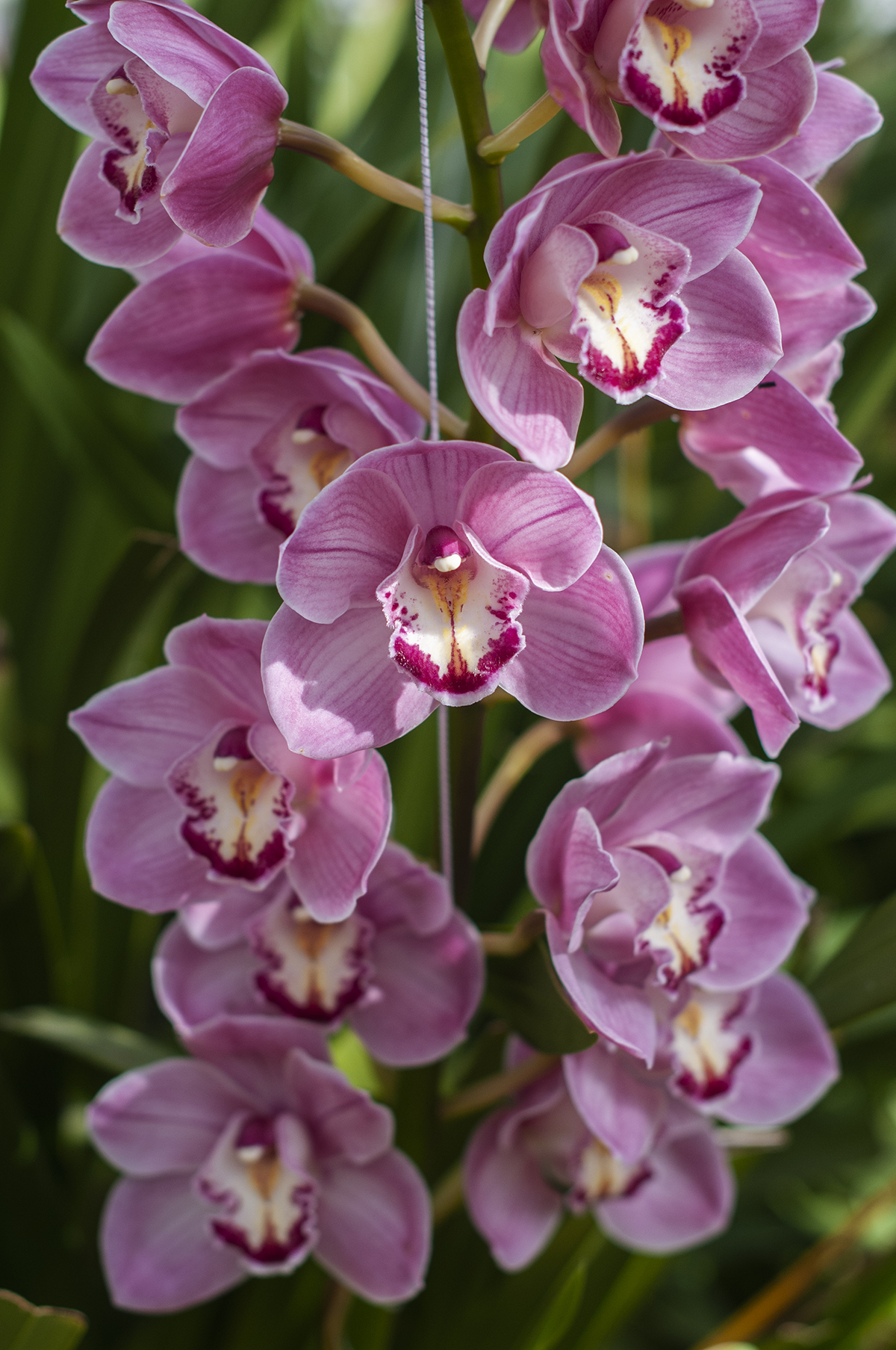 ©MAWRSI_BCP5149RubyOrchidsNZ.png