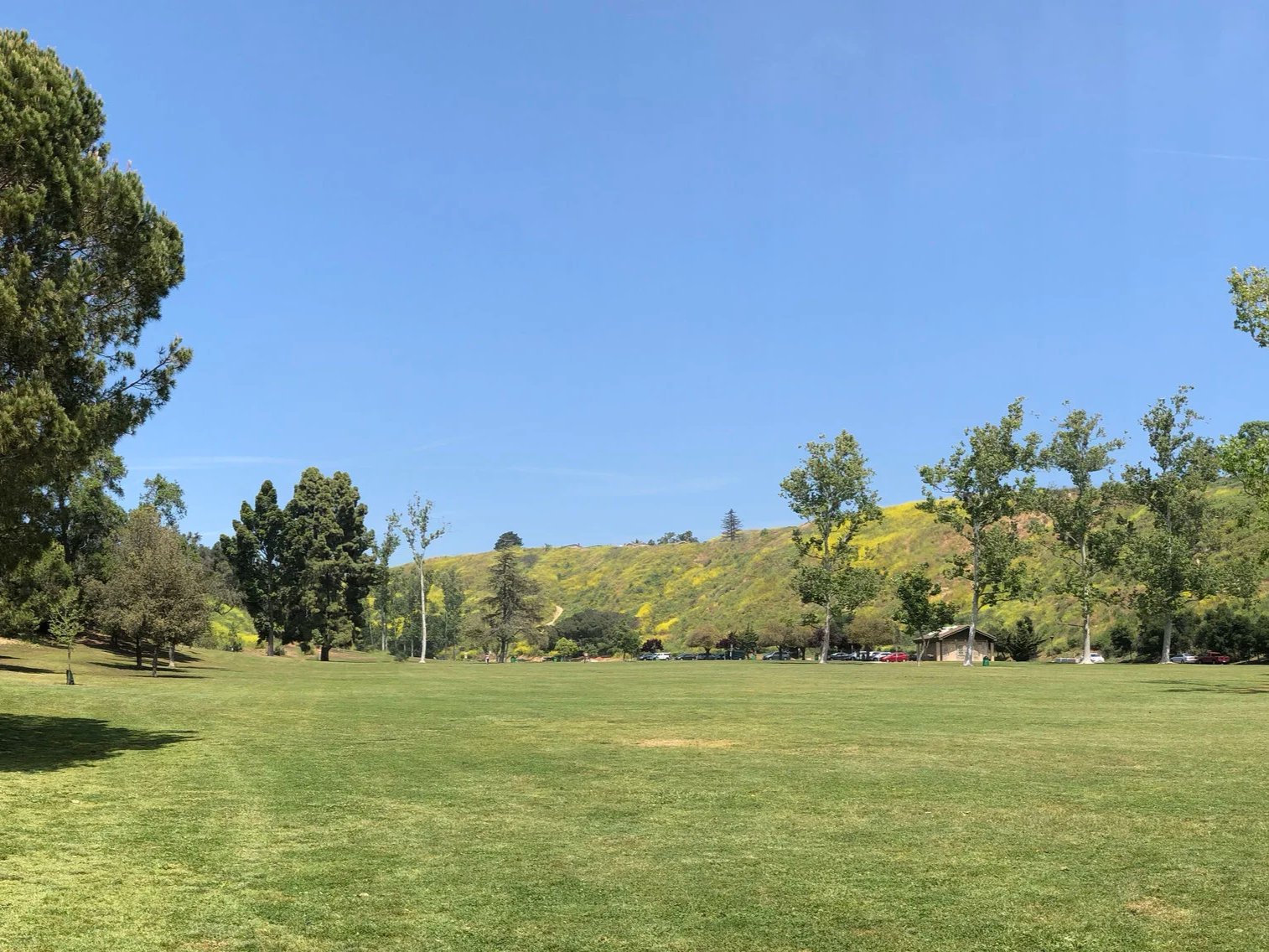 Open green park with trees in Ventura, picnic shelter, and a hillside covered with yellow-flowering shrubs in the background under a clear blue sky.