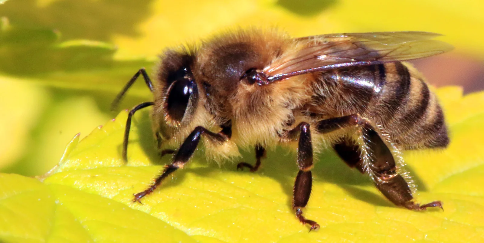 Honey-bee.88f638390b7647f7ba5d5b8e9b11a909.jpg