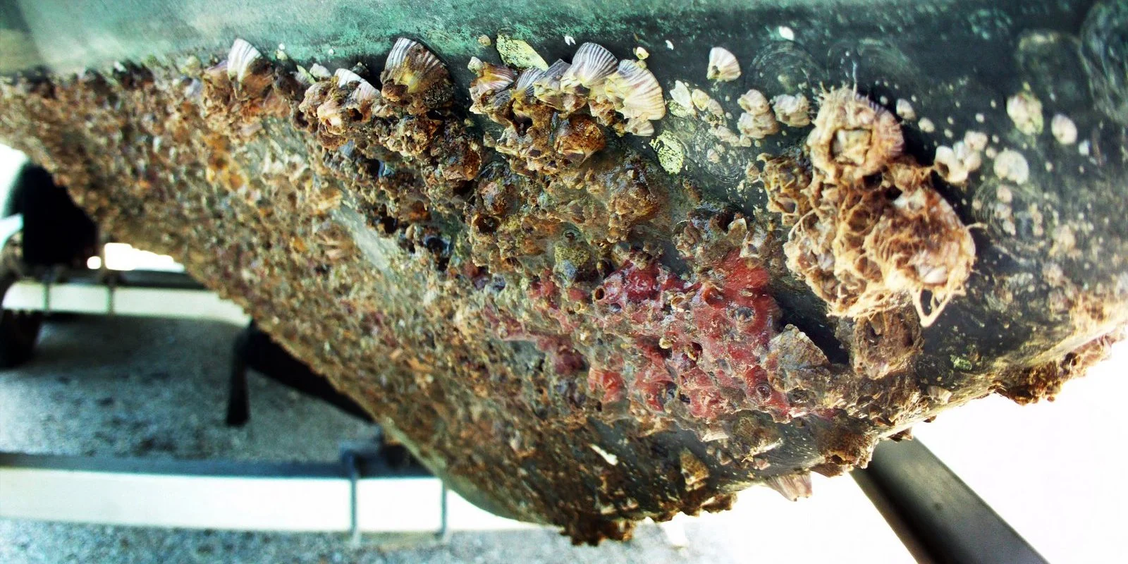 barnacles-1600x800.97efb9606aed4bdc8424e8e793d5e280.jpg