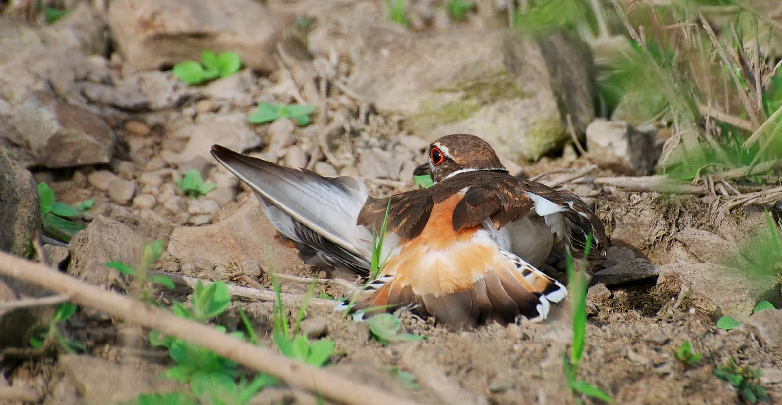 bird-faking-injury.b494ba7c14934509843bb1eed645930d.jpg