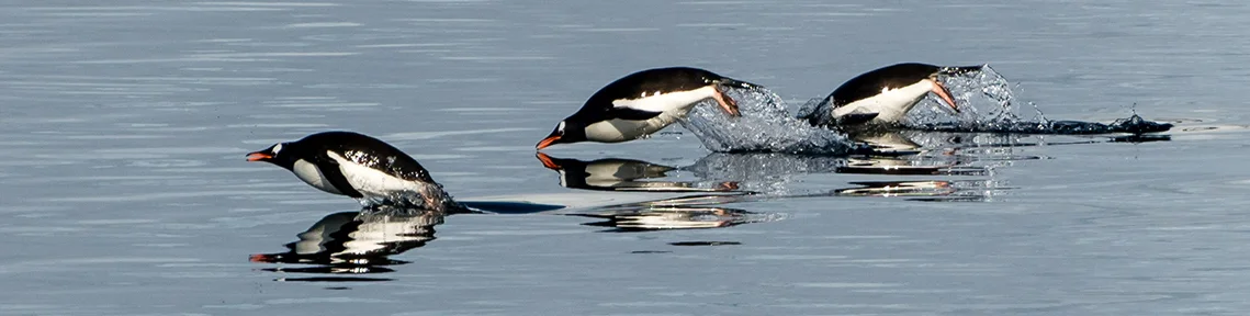 gentoo-penguins-antarctica.97746ecfcb6742e4be11299e48a8eb4f.jpg